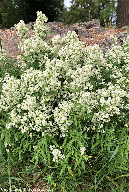 Galium boreale, ahomatara